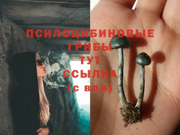 PSILOCYBIN Бородино